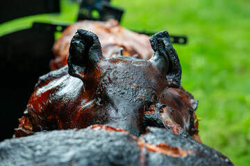 Chef Hands cutting whole grilled pork for steaks with knife. Pig grilled traditional coal and fire. The little pig is roasted whole on an open fire. Pig on the spit