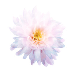 Chrysanthemum.   Flower on  isolated  white background with clipping path without shadows. Close-up. For design. Nature.