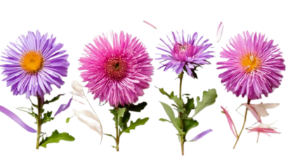 Four Alpine Aster Flowers with Seasonal Props.