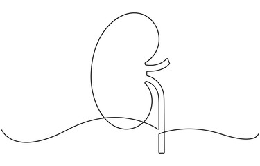 One continuous line drawing of the human kidney organ.