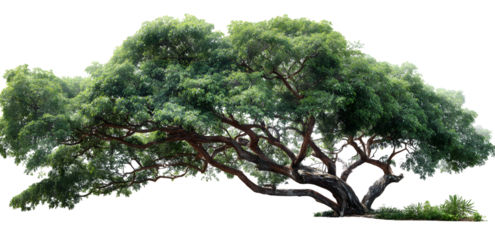 Wide canopied green tree, natural scenic landscape element illustration. Isolated on transparent background.


