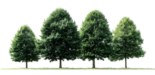 Wide canopied green tree, natural scenic landscape element illustration. Isolated on transparent background.

