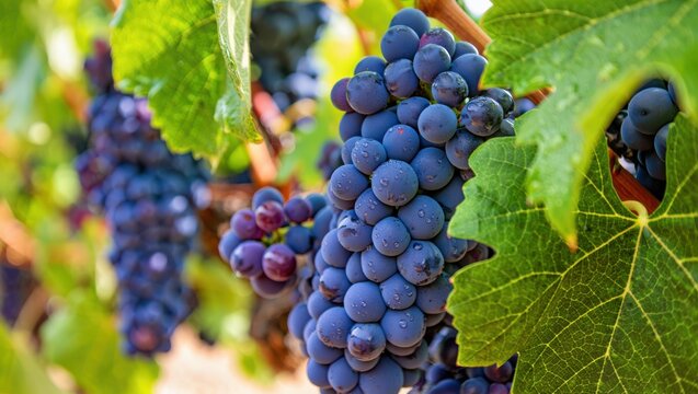 Ripe purple grapes with water droplets on vines surrounded by green leaves vineyard fruit - Powered by Adobe
