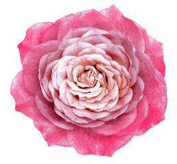 Rose  flower  on  a white isolated background with clipping path.  Closeup. For design. Studio shot.  Nature.