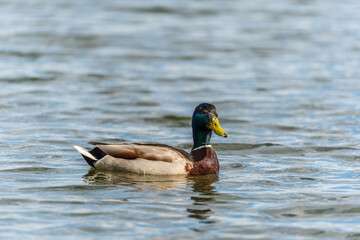 Obraz premium Duck swims in the pond.