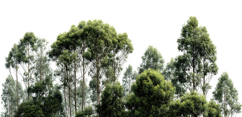 Fototapeta premium Wide canopied green tree, natural scenic landscape element illustration. Isolated on transparent background.