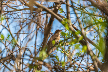 Thrush Nightingale, Luscinia luscinia. A bird sits on a tree branch and sings
