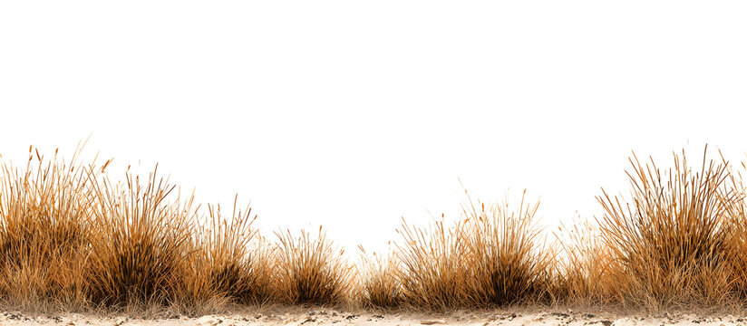Brown wild grass field, dried autumn meadow landscape element. Isolated on transparent background.

