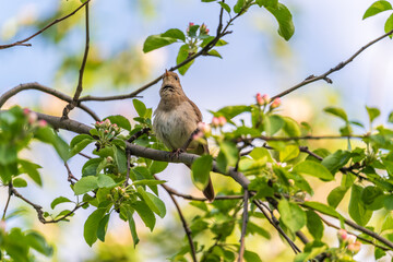 Thrush Nightingale, Luscinia luscinia. A bird sits on a tree branch and sings
