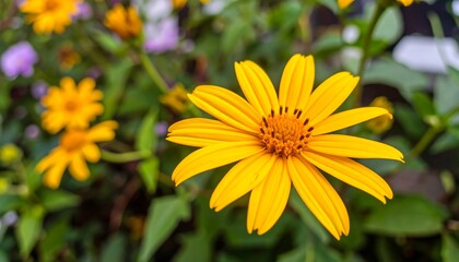 Fototapeta premium Vibrant yellow flower in full bloom surrounded by greenery and blurred floral background