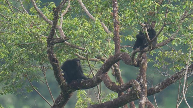 Siamang (Symphalangus syndactylus) Gibbons hanging and making loud calls on tree in the rainforest at Hala-Bala Wildlife Sanctuary, Narathiwat Province ,Thailand.