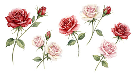 Elegant watercolor roses in vibrant red and soft pink, perfect for romantic designs and floral art