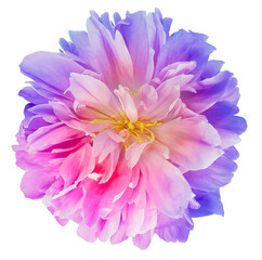 Tulip flower  on  a white isolated background with clipping path. Closeup. For design. Nature.