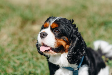 black and white Cavalier King Charles Spaniel dog sitting on green grass in park, warm sunny summer day, dogwalking concept