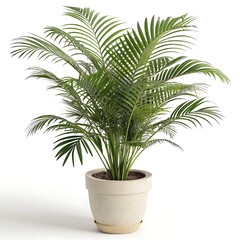 Obraz premium Lush green areca palm plant in a cream colored pot