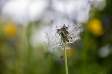 Close up of a Dandelion seed head in the wind