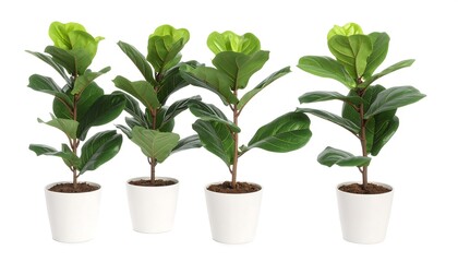 Obraz premium Four potted plants on white background