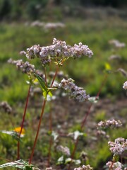 Delicate wildflower with tiny pink-white blossoms on a red stem with meadow bokeh