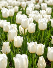 White tulip field