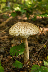 Wild parasol mushroom in woodland, natural macro close up of fungus on ground