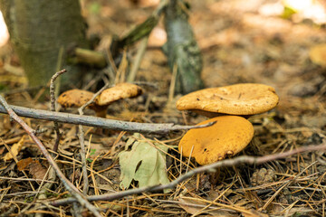 Orange wild mushrooms growing on forest ground among dry leaves and twigs