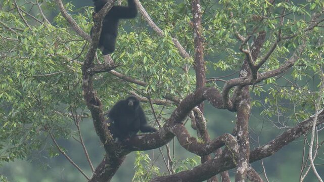 Siamang (Symphalangus syndactylus) Gibbons hanging and making loud calls on tree in the rainforest at Hala-Bala Wildlife Sanctuary, Narathiwat Province ,Thailand.