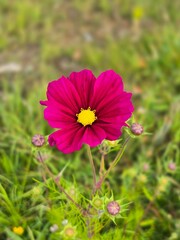Magenta cosmos flower with yellow center and buds in soft meadow bokeh