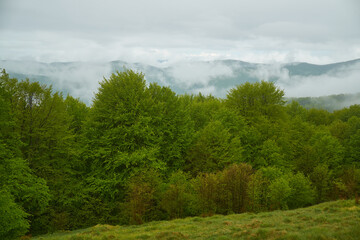 Obraz premium Beautiful Carpathian mountains in Ukraine
