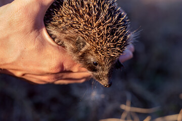 Man holding hedgehog in her hands during. Close-up of hand holding wild hedgehog. Autumn, November, steppe, sunset