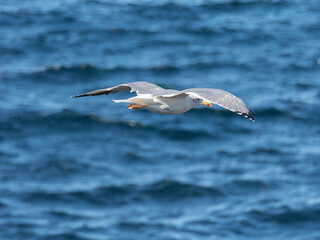 Gaviota volando sobre el mar azul