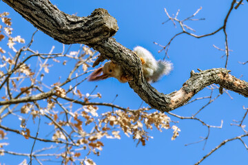 Squirrel climbing on tree branch against clear blue sky. Wild animal searching for food in nature.