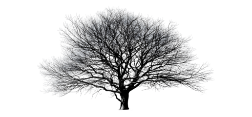 Bare branches silhouette tree, realistic leafless winter structure. Isolated on transparent background.

