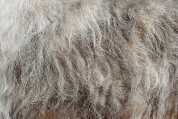 grey Irish Wolfhound dog fur texture, closeup view, macro photo, abstract background
