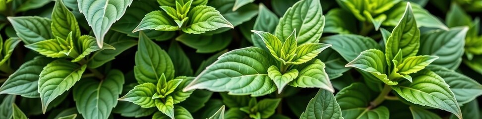 Vibrant green Siberian Bugloss leaves, lush and textured, showcasing elegant foliage detail, plant, foliage, elegant