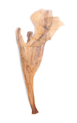 Beautiful dry dead-nettle plant isolated on white, top view