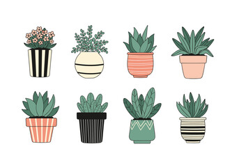 A collection of various potted succulents and plants.