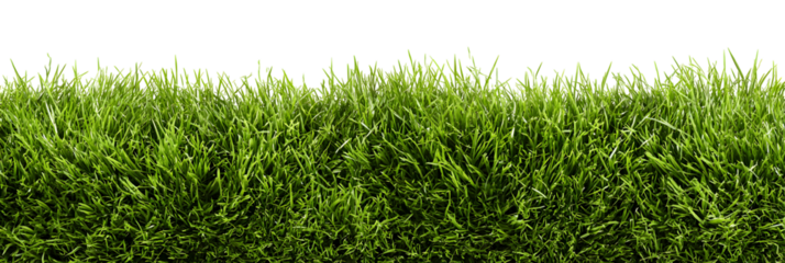 Green grass field, realistic botanical lawn nature element. Isolated on transparent background.

