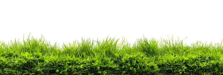 Green grass field, realistic botanical lawn nature element. Isolated on transparent background.


