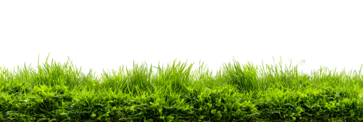 Green grass field, realistic botanical lawn nature element. Isolated on transparent background.

