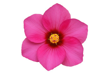 Isolated crimson hibiscus flower with yellow stamen for nature or beauty concept usage