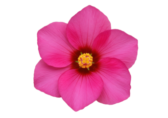 Isolated crimson hibiscus flower with yellow stamen for nature or beauty concept usage