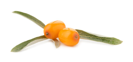 Fresh sea buckthorn berries with green leaves isolated on white
