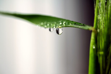 Single water drop on a green grass leaf
Macro photograph of a single clear water drop hanging from the edge of a green grass leaf against a soft background.
