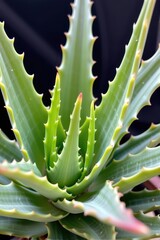 Succulent aloe vera leaves, thick and fleshy, showing serrated edges and vibrant green hue. Ideal for natural skincare and medicinal applications, skincare, tropical