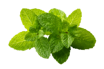 Mint herb sprigs with green leaves, fresh culinary plant set. Isolated on transparent background.

