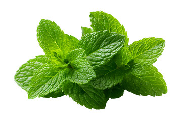 Mint herb sprigs with green leaves, fresh culinary plant set. Isolated on transparent background.

