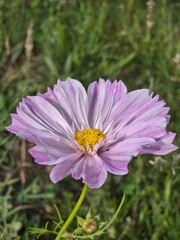 Pink cosmos flower with yellow center in soft bokeh garden