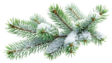 Sprig of fir with snow isolated on transparent background evergreen branch with fresh snow crystals winter holiday decoration element