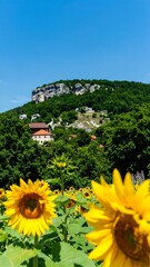 Sunny field of sunflowers, mountain backdrop