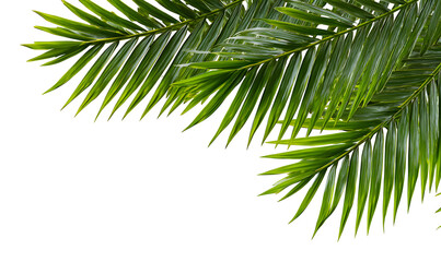 Obraz premium Green tropical palm leaf, botanical exotic foliage illustration. Isolated on transparent background.